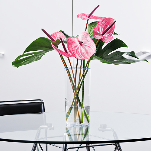 Pink Tropical Bouquet in Plexi Vase - Delivery in Belgium by GiftsForEurope