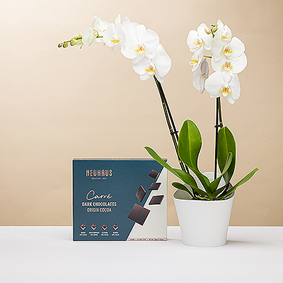¿Qué puede haber mejor que una radiante orquídea blanca combinada con un rico chocolate belga negro? Este regalo de Neuhaus Carrés y orquídeas es perfecto como regalo de empresa, para cumpleaños o para dar las gracias.